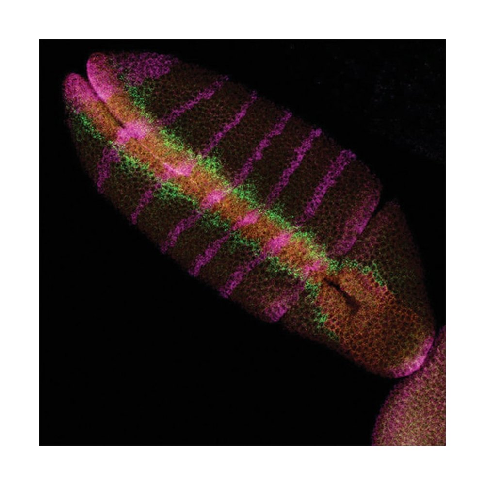 Invitrogen&trade;&nbsp;Molecular Probes&trade; TSA&trade; Kit 2, with HRP-Goat Anti-Mouse IgG and Alexa Fluor&trade; 488 Tyramide