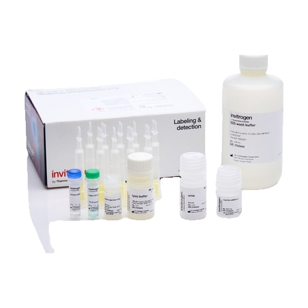 Invitrogen&trade;&nbsp;Click-iT&trade; Protein Enrichment Kit, for click chemistry capture of azide-modified proteins