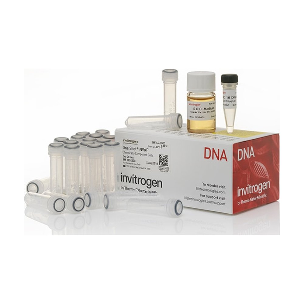 Invitrogen&trade;&nbsp;One Shot&trade; INV&alpha;F' Chemically Competent <i>E. coli</i>