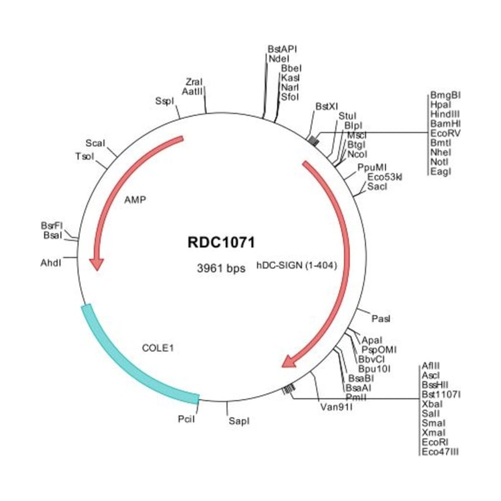 R&amp;D Systems&trade;&nbsp;Human DC-SIGN/CD209 (NP_066978) VersaClone cDNA