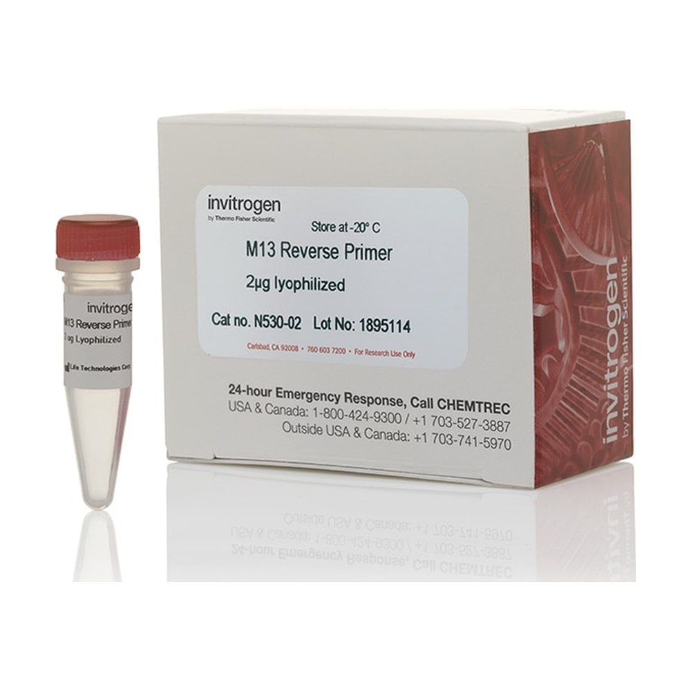 Invitrogen™ M13 Reverse Primer