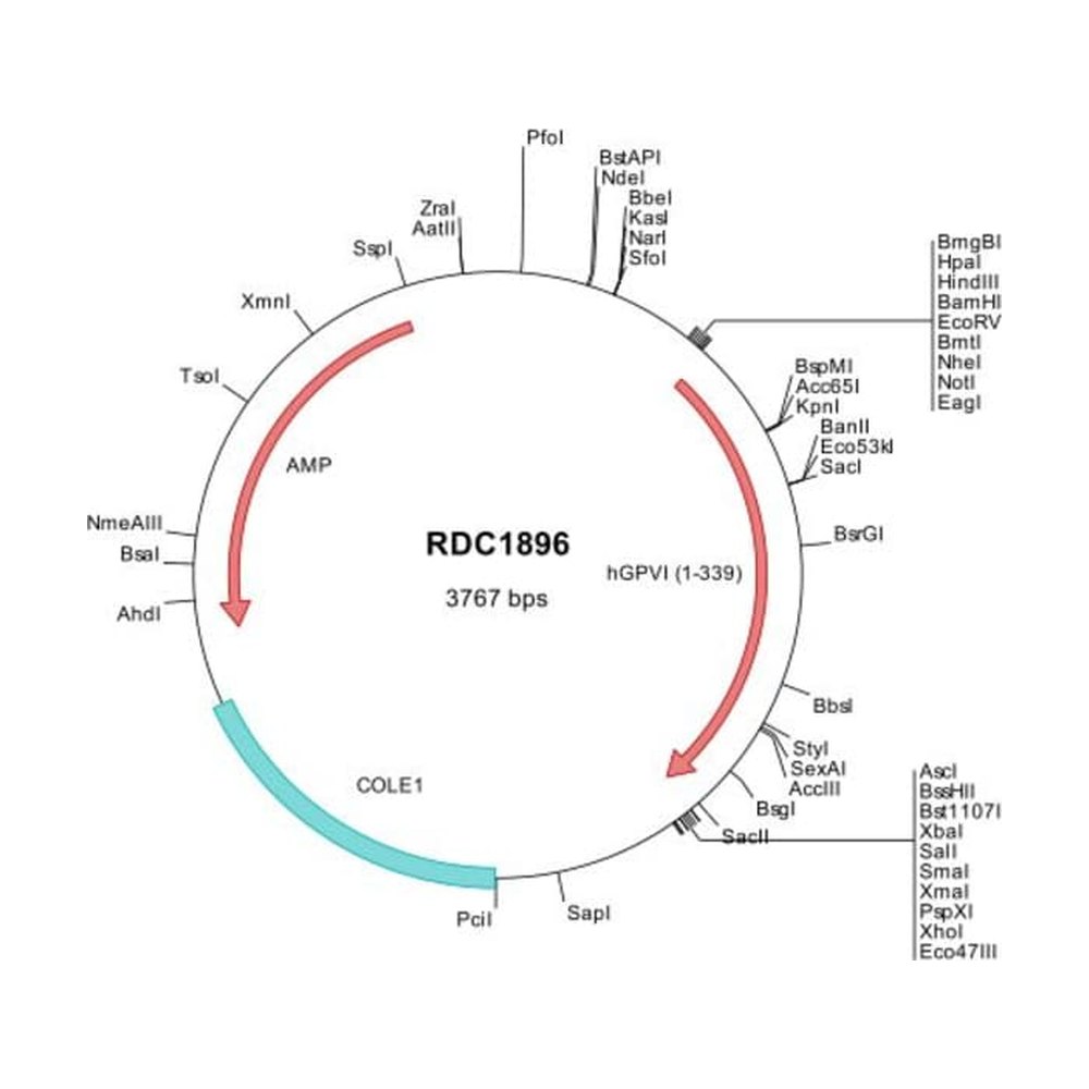 R&amp;D Systems&trade;&nbsp;Human GPVI (NP_057447) VersaClone cDNA