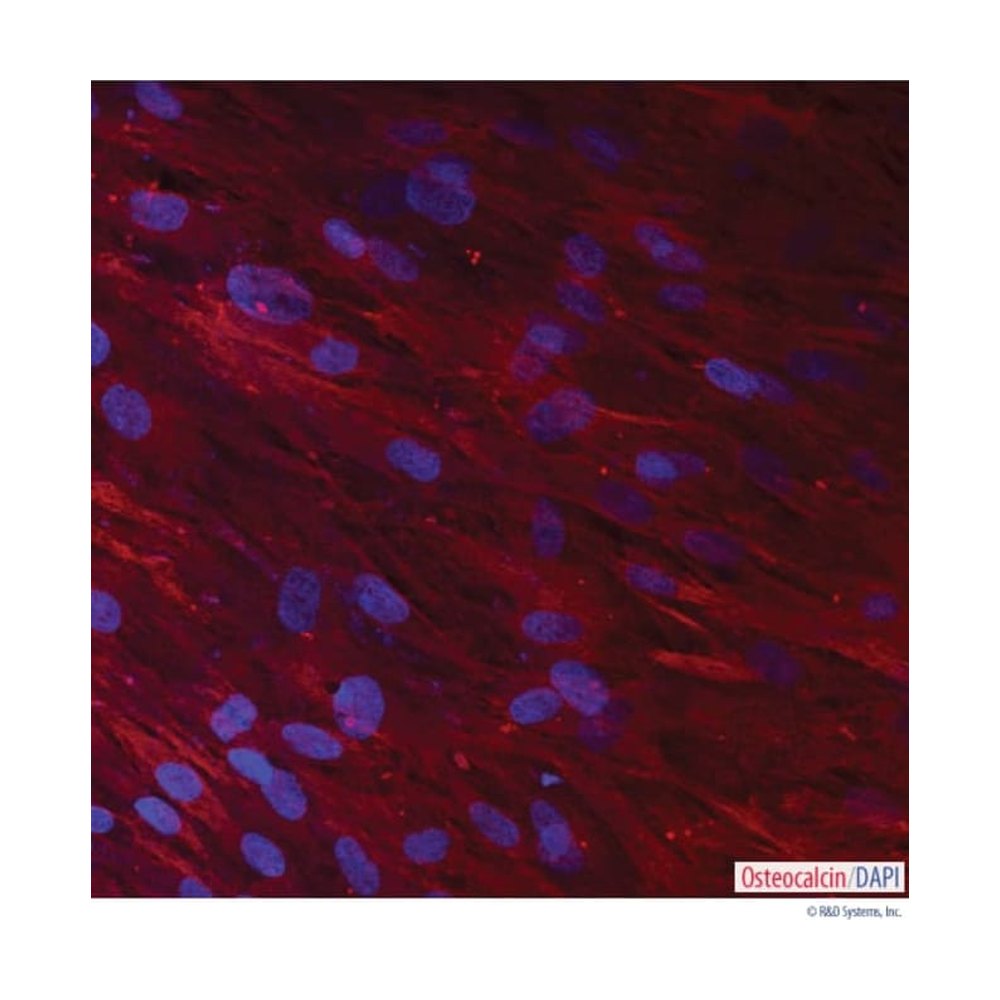 R&amp;D Systems&trade;&nbsp;StemXVivo Human Osteogenic Supplement, 12.5 mL