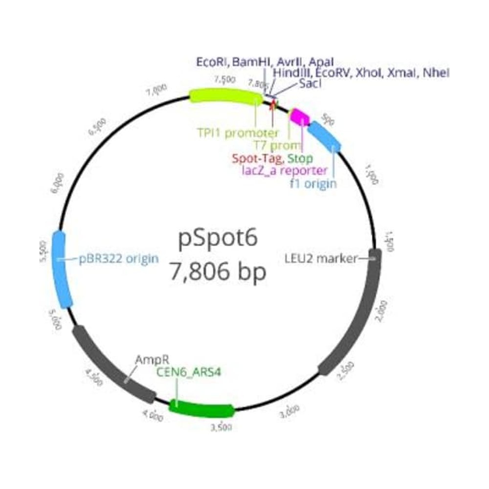 Proteintech&nbsp;Vecteur ChromoTek pSpot6