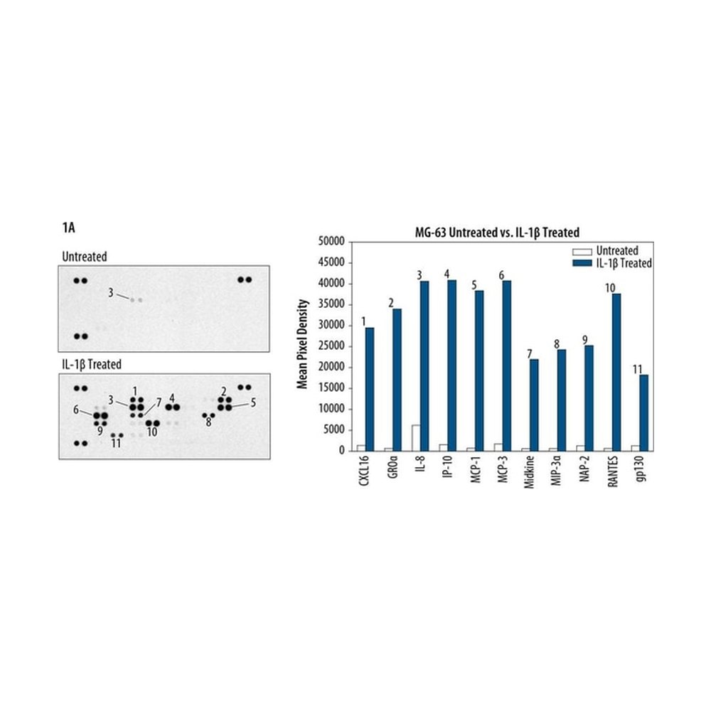R&amp;D Systems&trade;&nbsp;Proteome Profiler Human Chemokine Array Kit