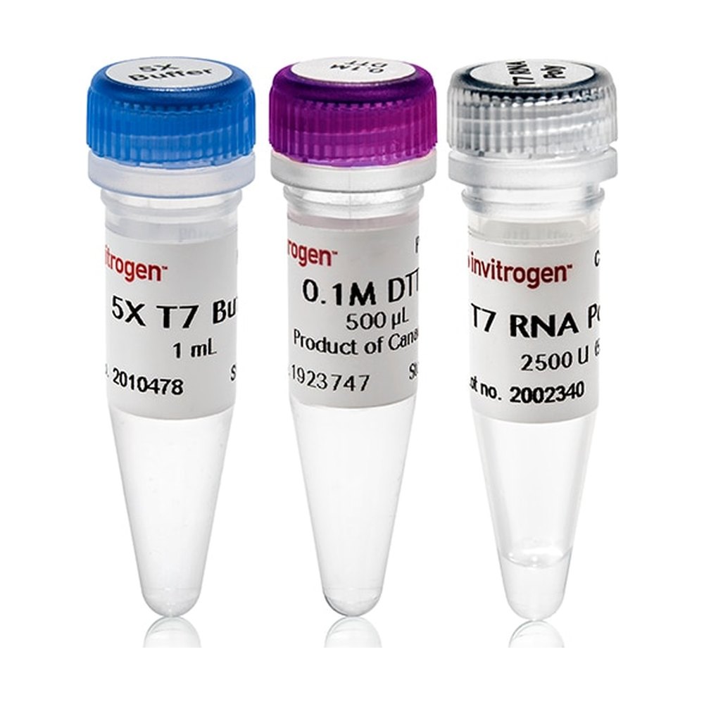 Invitrogen&trade;&nbsp;T7 RNA Polymerase