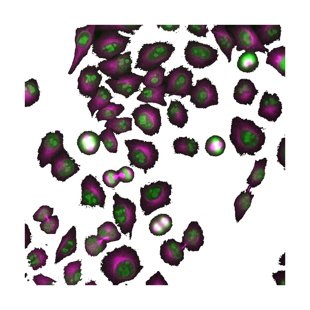 Proteintech&trade;&nbsp;FlexAble CoraLite&trade; 488 Antibody Labeling Kit for Mouse IgG1