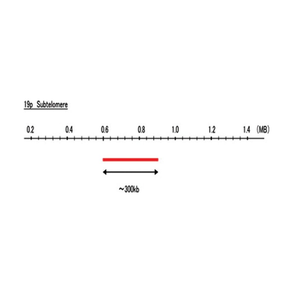 Abnova&trade;&nbsp;Sonde FISH 19p subtélomère (Cy5)