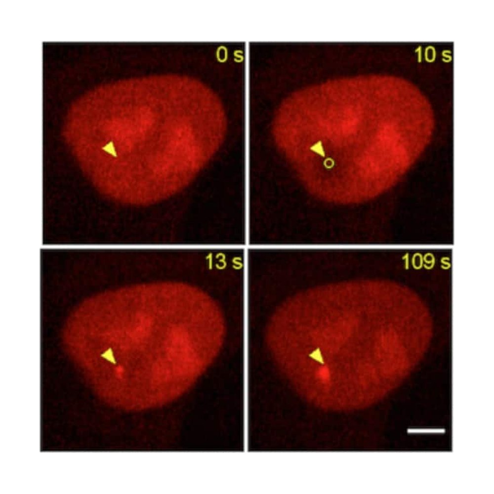 Proteintech&nbsp;Plasmide ChromoTek PARP1-Chromobody&trade; (TagGFP)
