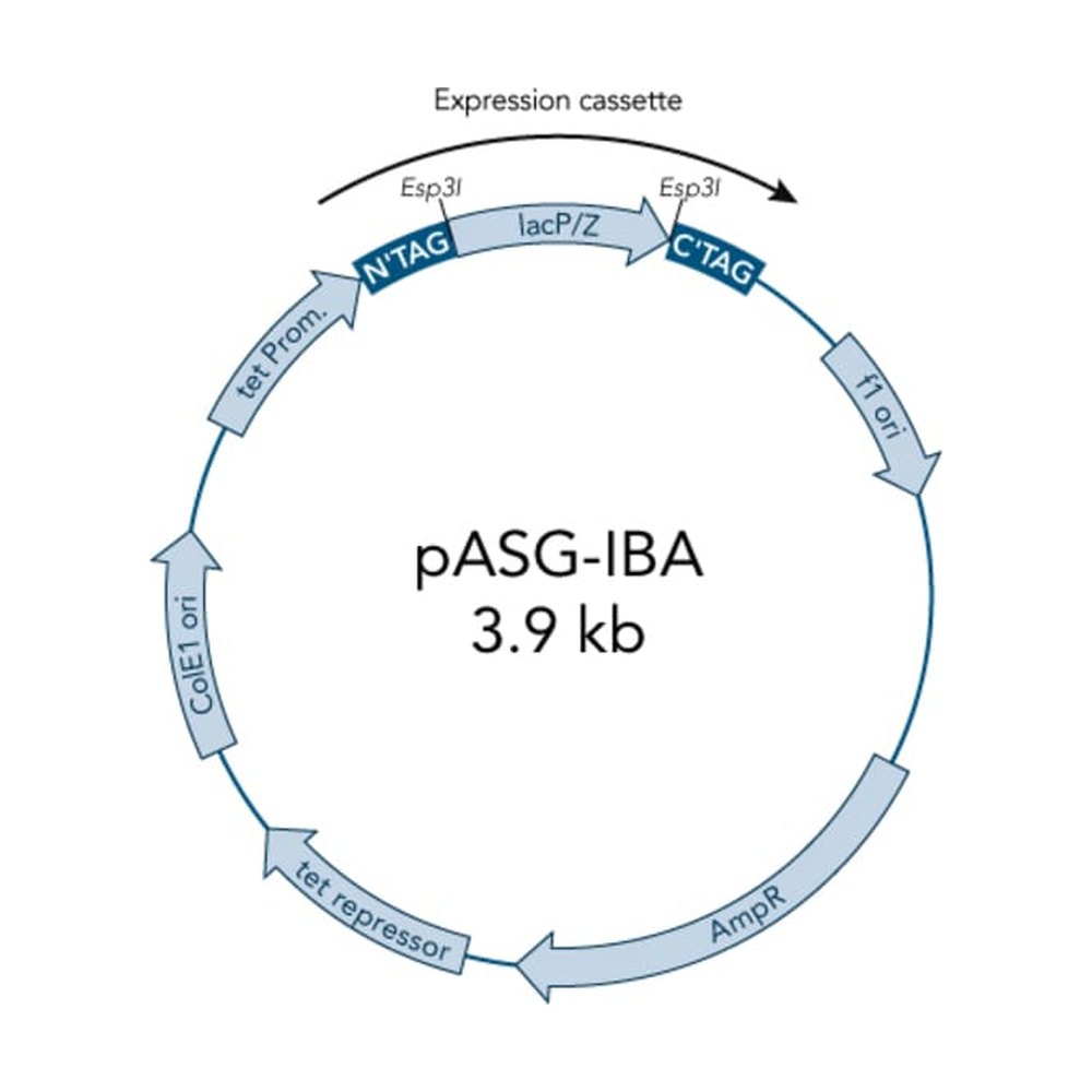 IBA Lifesciences&nbsp;Vecteur d’expression d’E. coli avec sécrétion