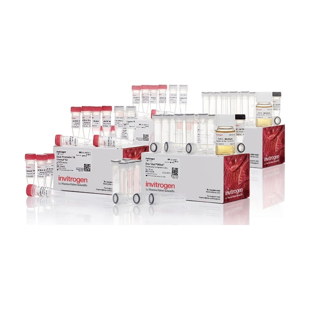 Invitrogen&trade;&nbsp;TA Cloning&trade; Kit, Dual Promoter, with pCR&trade;II Vector and One Shot&trade; INV&alpha;F' Chemically Competent <i>E. coli</i>