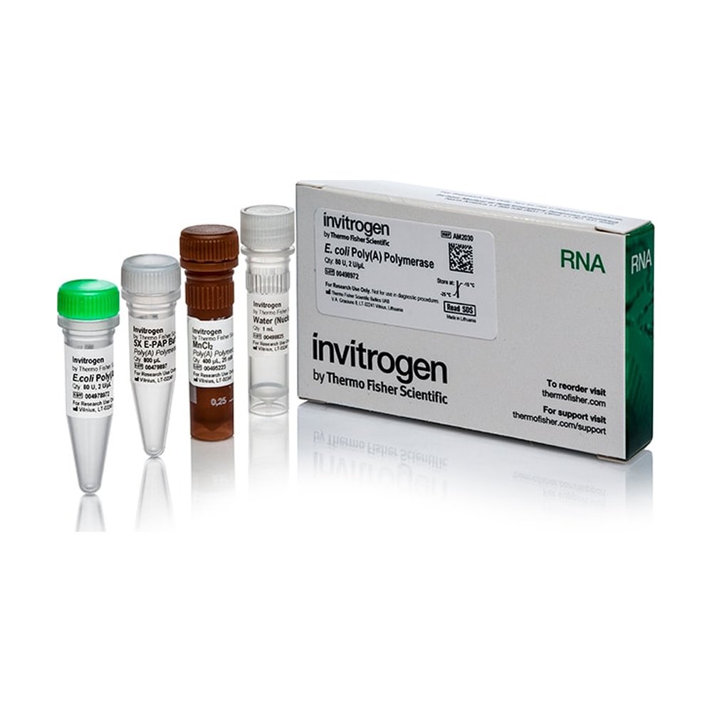 Invitrogen&trade;&nbsp;Poly(A) Polymerase (cloned) 2 U/&mu;L