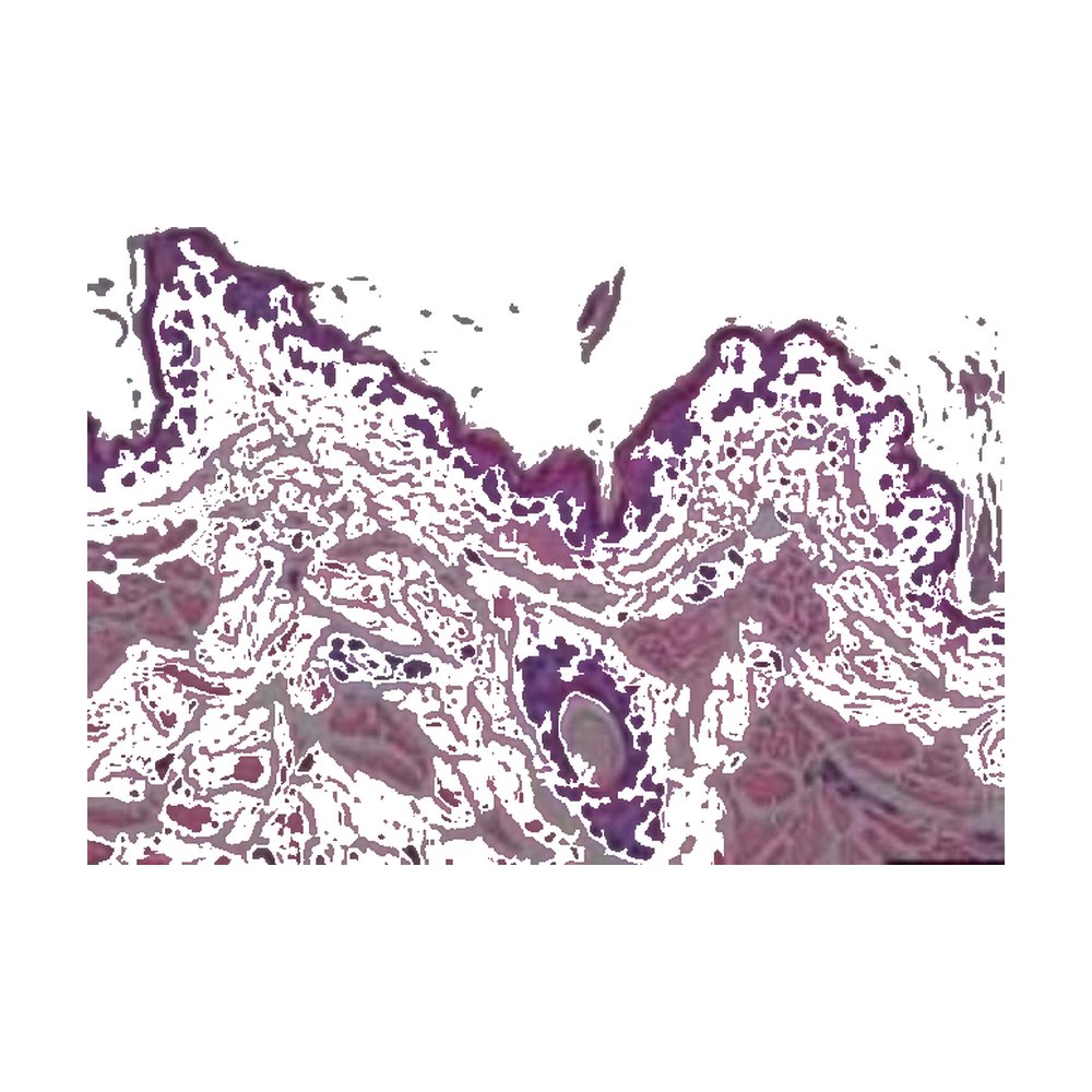 Novus Biologicals&trade;&nbsp;Puce tissulaire (Tissue MicroArray) multi-organes de primate (normal)