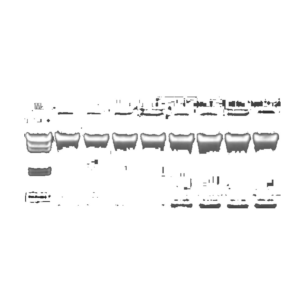 Macherey-Nagel&trade;&nbsp;Kit NucleoMag&trade; 96 Trace