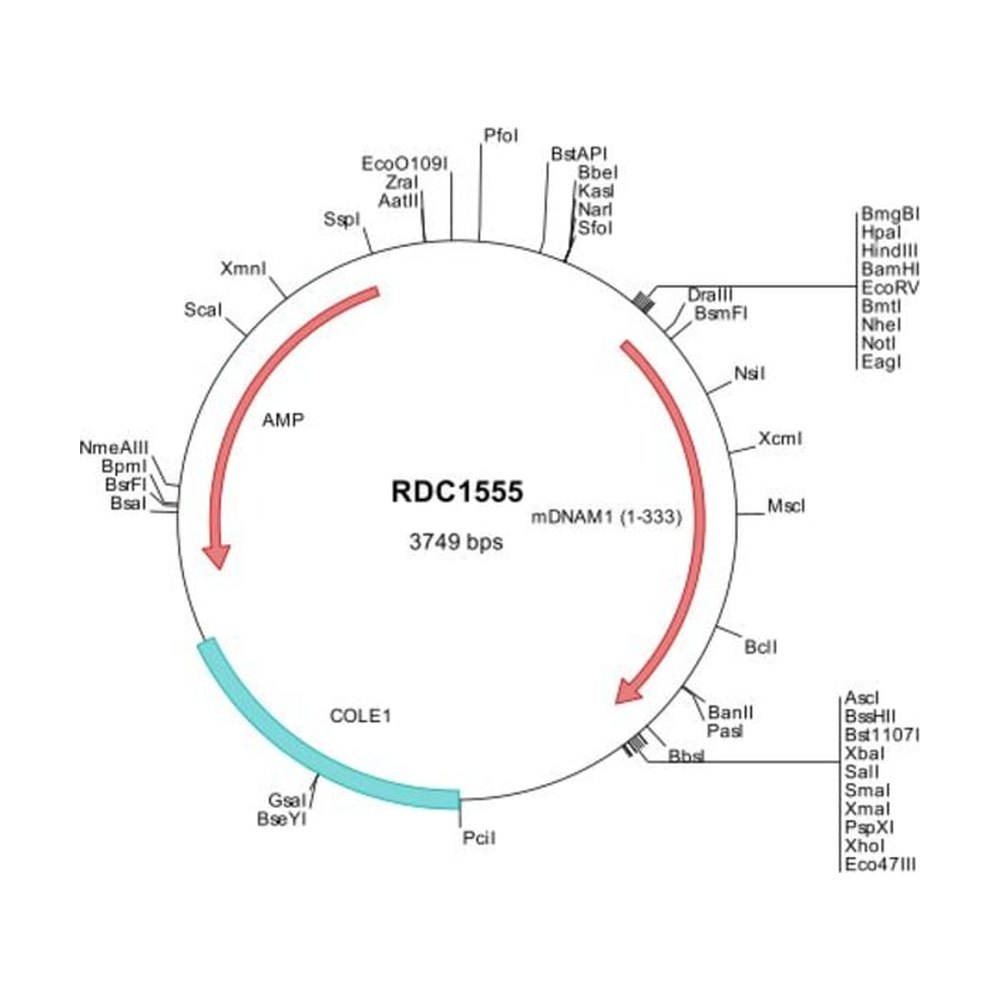 R&amp;D Systems&trade;&nbsp;Mouse DNAM-1/CD226 (NP_848802) VersaClone cDNA