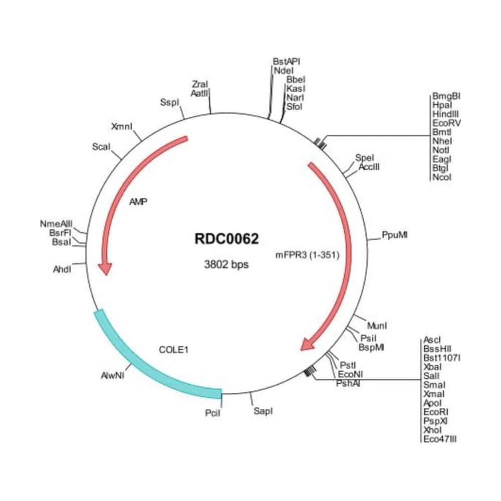 R&amp;D Systems&trade;&nbsp;Mouse FPR3 (NP_032068) VersaClone cDNA