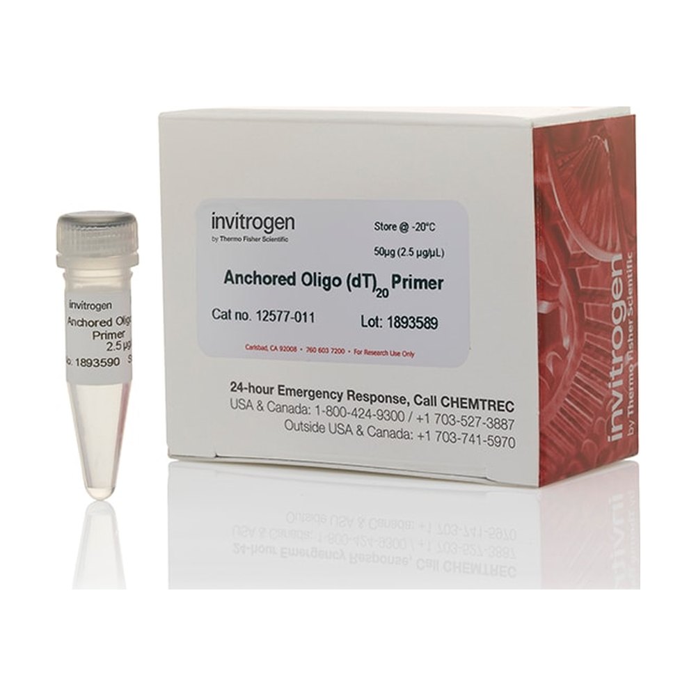 Invitrogen™ Anchored Oligo(dT)<sub>20</sub> Primer