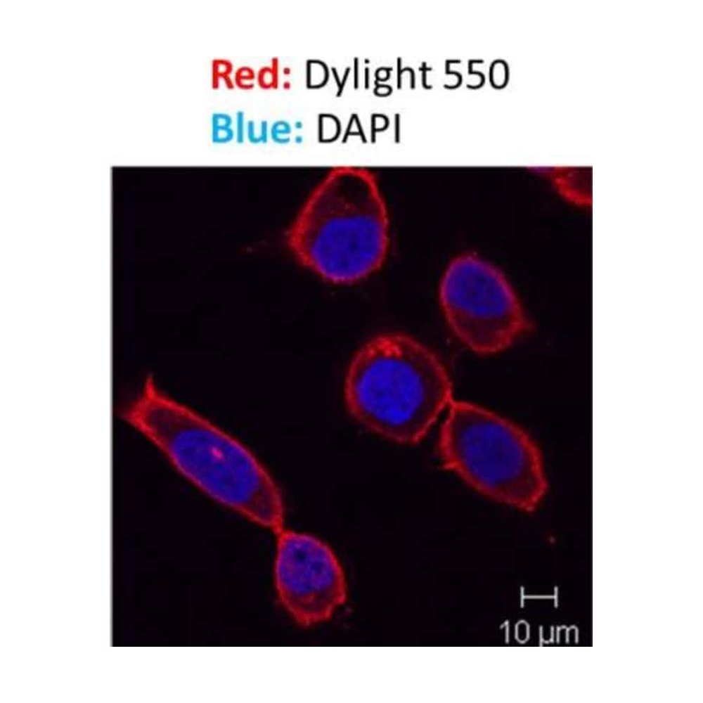 Novus Biologicals&trade;&nbsp;DAPI Solution